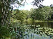 Binnenseen auf Usedom: Der abgelegene kleine Waldsee "Schwarzes Herz" zwischen Wolgastsee und Zerninmoor.