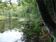 Idyll am Zerninmoor: Der Usedomer Waldsee "Schwarzes Herz".