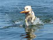 Badespa: Ein Hund schnellt mit seinem "Beutestck" aus dem blauen Ostseewasser.