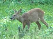 Zwischen Ahlbeck und Korswandt: Ein Rehkitz st im Wald auf dem Usedomer Zirowberg.