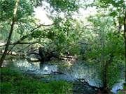 Europischer Urwald: Uferlandschaft am Usedomer Wolgastsee.