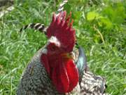 Aufmerksam: Der Hahn in Neppermin achtet genau, ob der Fotograf seinen Hennen zu nahe kommt.