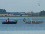 Fischerei auf Usedom: Reusenfischer kontrollieren auf dem Peenestrom bei Warthe ihre Reusen.