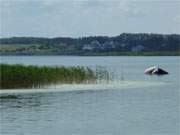 "Teufelsstein": Unterhalb des Konker Berges bei Pudagla liegt dieser Findling im Achterwasser.