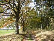 Auf Usedom hält der Herbst Einzug: Laubfärbung auf dem Weg zwischen Mellenthin und Balm.