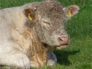 Loddiner Hft auf der Insel Usedom: Ein Stier trocknet sich nach einem Regenguss.