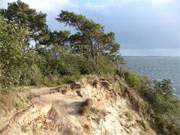 Windflchter: Sturmgeformte Kiefern am Kliffrand des Hftberges nahe dem Seebad Loddin.