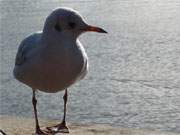 Wartet auf Ftterung: Eine Mwe auf dem Steg in den Klpinsee.