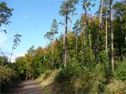 Laubfrbung auf Usedom: Herrliche Herbstfrbung am Langen Berg bei Bansin.