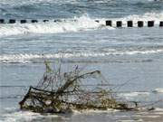 "Zeugen" der Sturmflut: Entwurzelte Bsche am Splsaum des ckeritzer Ostseestrandes.