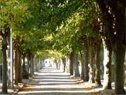 Goldener Herbst auf Usedom: Im Ostseebad Koserow beleuchtet eine warme Oktobersonne die kleinen Straen.