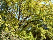 Aufs beste beleuchtet: Herbstpfel und Eichenlaub im Bernsteinbad Koserow auf Usedom.