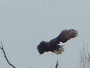 Naturpark Usedom: Ein Seeadler landet auf der Insel Grmitz.