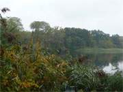 Blick durchs herbstlich gefrbte Schilf ber den Klpinsee.