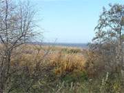 Herbst auf Usedom: Auch das Schilf am Achterwasser hat sich gefärbt.