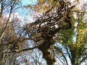 Gewunden: Alter Baum auf dem Friedhof der Usedomer Ortschaft Benz.