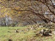 Herbst in Peenemnde-West: Farben des Herbstes ber Trmmern.