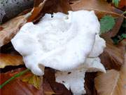 Herbst auf der Insel Usedom: Pilz im Wald bei Bansin.