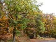 Feuer und Flamme: Prachtvolle Laubfrbung im Wald auf dem Langen Berg.