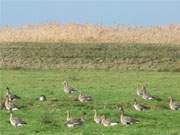 Kurzer Imbiss vor der langen Reise: Wildgnse am Gothensee auf Usedom.