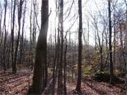 Usedom im Sptherbst: Der Kstenwald am Streckelsberg.