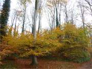 "Goldener Herbst": Im Buchenwald auf dem Koserower Streckelsberg.