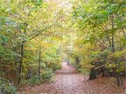 Prachtvoll: Der Usedomer Kstenwanderweg am Koserower Streckelsberg.