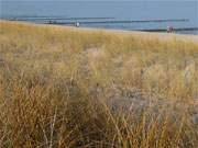 Warme Farben im Winter: Strandhafer zwischen den Bernsteinbdern Koserow und Zempin.