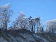 Am Kliffrand: Bereift blicken die alten Buchen ber die winterliche Ostsee.