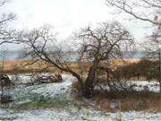 Alte Weide an der Achterwasserkste von Loddin.