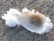 Eine Muschel am Strand: Die ersten wirklich kalten Tage und Nchte haben Eisornamente hervorgebracht.