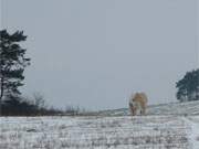 Einsam: Eine einsame Kuh blick ber Schnee und Eis zum Achterwasser.