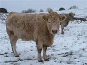 Dichtes Fell: Die Rinder auf dem Loddiner Hftberg stehen im Frost.