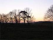 Silhouetten: Schattenriss einer Baumgruppe im winterlichen Abendrot.