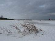 Am Ostseestrand von Ahlbeck ragt ein Baumgerippe aus dem Schnee.