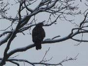 Harte Zeit: Ein Greifvogel sucht am Ostseestrand nach Beute.