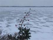 Hagebutten: Blick über das gefrorene und verschneite Achterwasser bei Loddin.