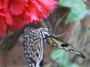 Tropenurlaub auf Usedom: Schmetterling in der Schmetterlingsfarm von Trassenheide.