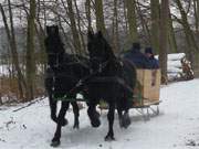 Tagesausflug: Schlittenfahrt durch den Usedomer Winterwald am Wolgastsee.