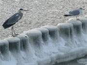 Neue Hoffnung: Reiher und Mwe an der auftauenden Ostsee.