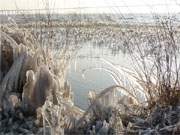Naturpark Insel Usedom: Winterliche Kste des Achterwassers.