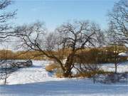 Unser Lieblingsmotiv: Alte Weide am Achterwasser auf dem Loddiner Hftberg.