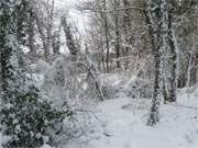 Winterurlaub auf Usedom: Winterwald am Ufer des Schmollensees.