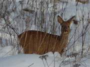 Große Verluste: Die Wildtiere haben sehr unter dem strengen Winter gelitten.