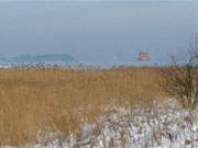 Der Schnee schmilzt auf der Insel Usedom: Schilfgrtel am Greifswalder Bodden.