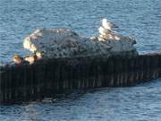 Sonne tanken: Möwen auf einem Eisrest auf der Ostsee bei Zempin.