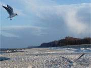 Mwenftterung: Am Ostseestrand des Bernsteinbades Zempin suchen die Mwen nach Futter.