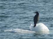 Vogel des Jahres: Ein Kormoran hat sich auf einer treibenden Eisscholle niedergelassen