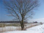 Verweht: Noch immer ist die Strae von Loddin nach ckeritz unter hohen Schneewehen begraben.