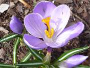 Erste Blten: Krokus im Steinbock-Ferienhof im Bernsteinbad Loddin auf der Insel Usedom.